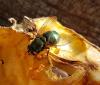 Lucilia sp.